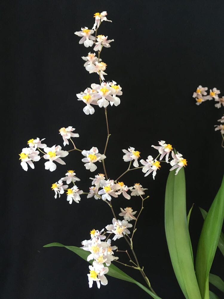 Oncidium Tsiku Marguerite Oncidium La Foresta Orchids 