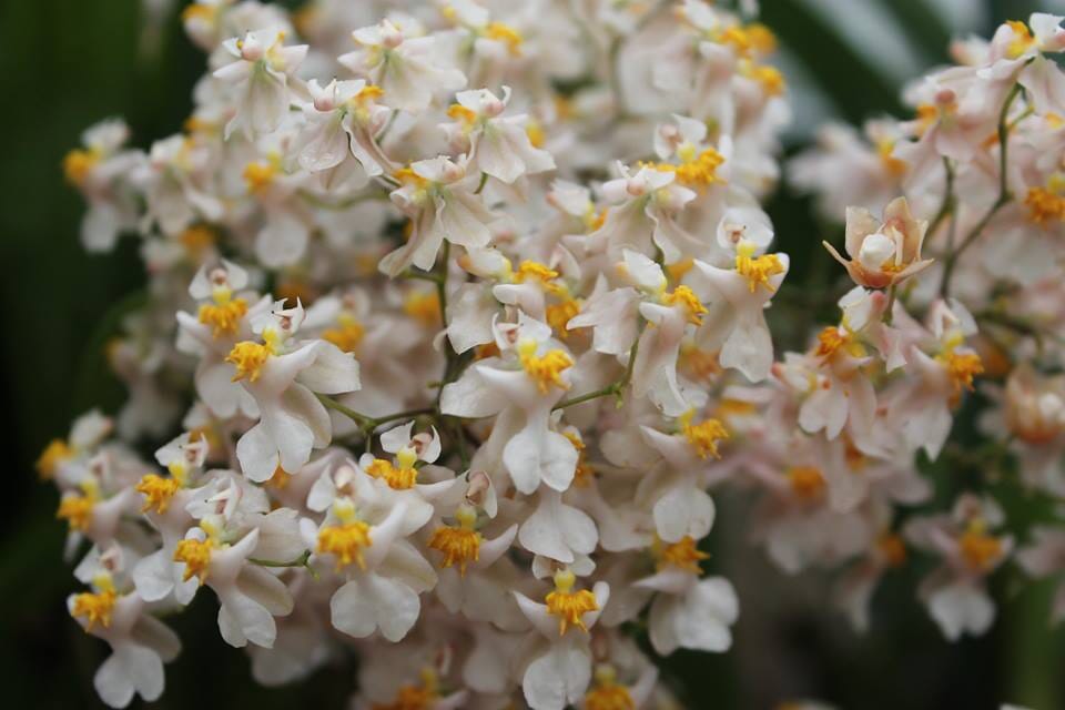 Oncidium Tsiku Marguerite Oncidium La Foresta Orchids 