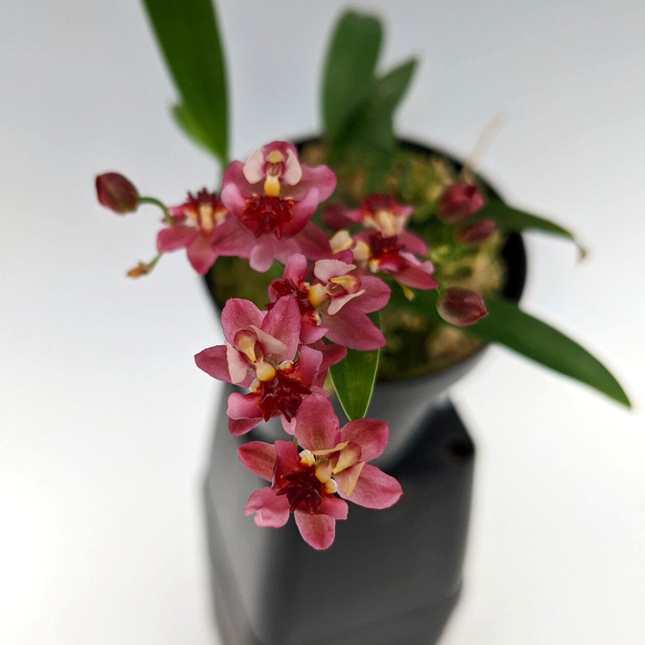 Oncidium Species & Hybrids – tagged 