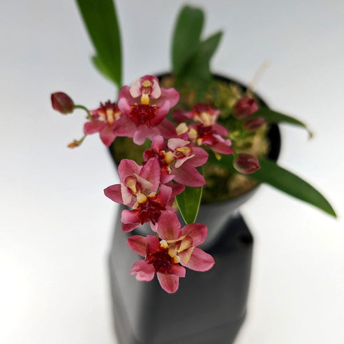 Oncidium Alliance - Oncidium Twinkle 'Pink Profusion' – La Foresta Orchids