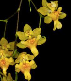 Oncidium Twinkle 'Yellow Bird' Oncidium La Foresta Orchids 