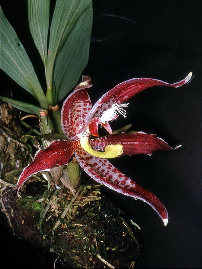 Paphinia neudeckeri ‘Extra Nice’ Paphinia La Foresta Orchids 