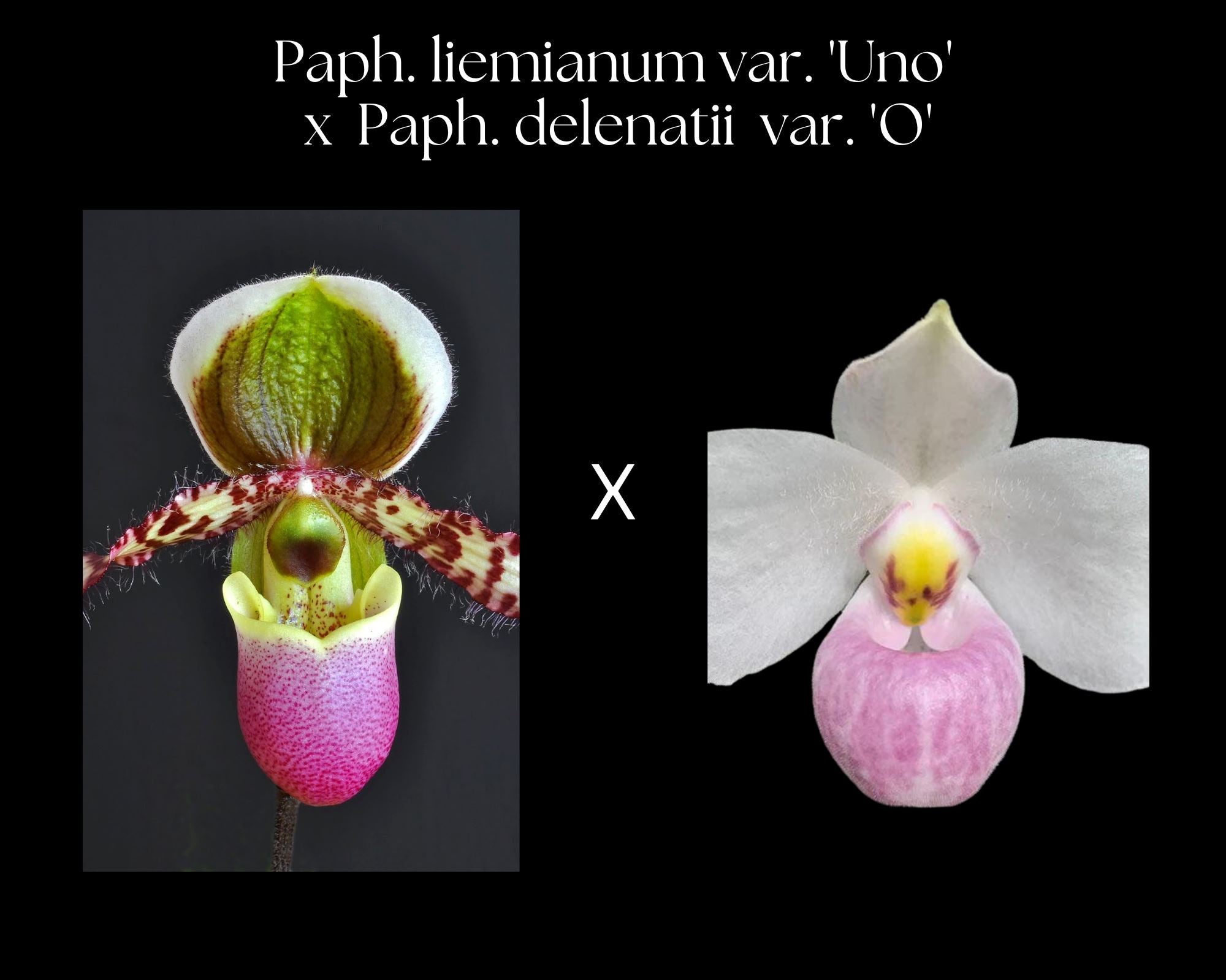 Paphiopedilum liemianum 'Uno' x Paphiopedilum delenatii 'O'