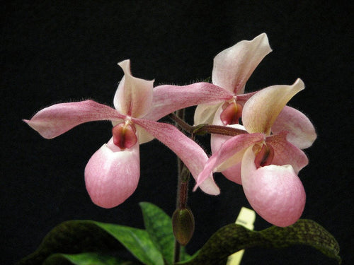 洋蘭 パフィオ Paph Paphiopedilum delenatii 'Bon Ami' AM/AOS - 鉢植え