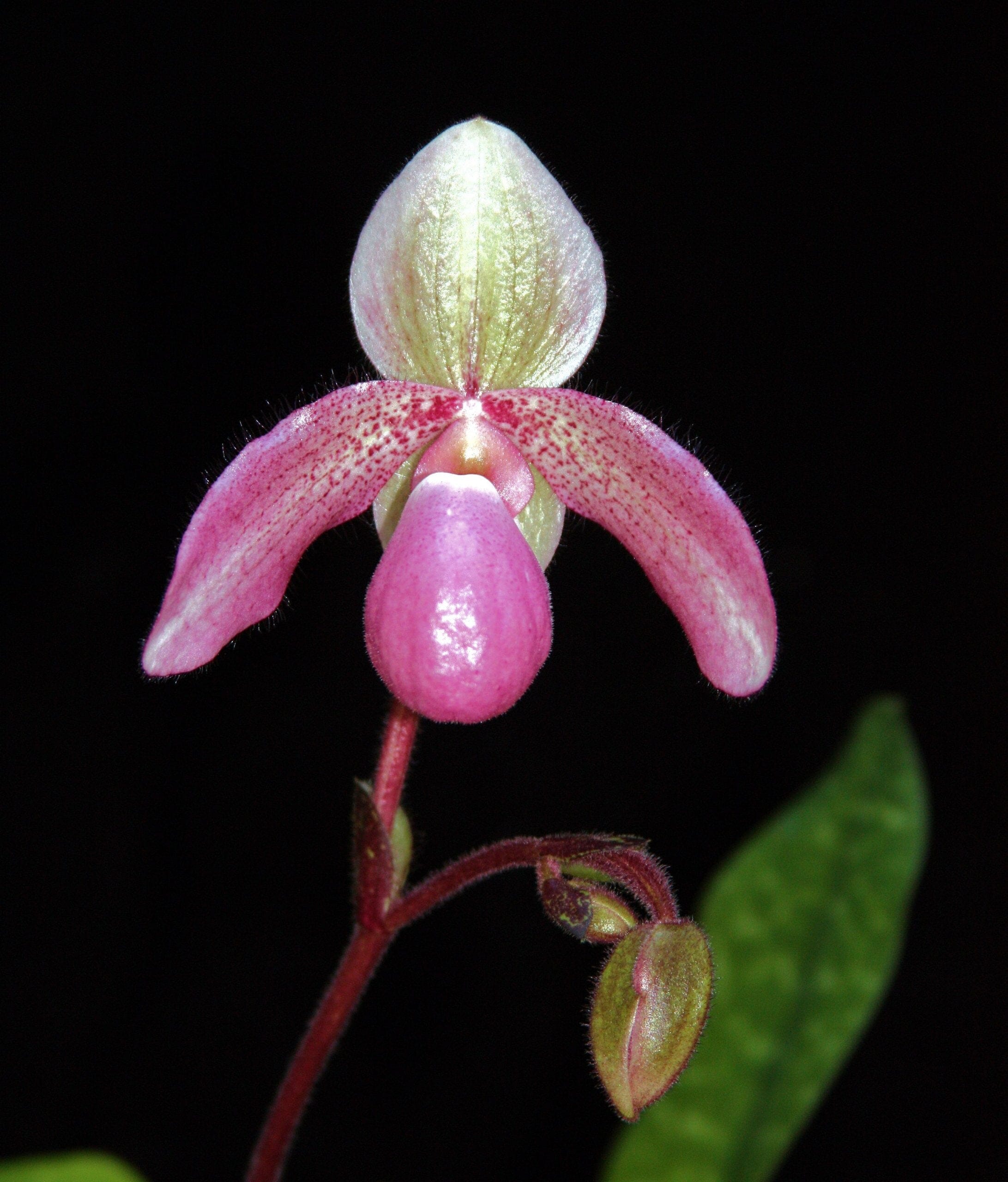 Paphiopedilum liemianum 'Uno' x Paphiopedilum delenatii 'O' – La Foresta  Orchids