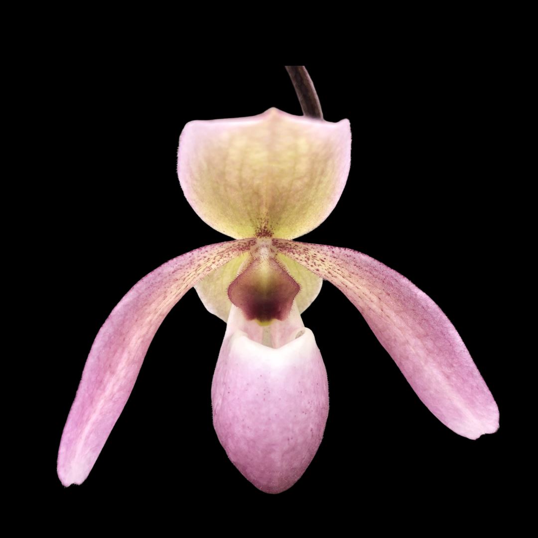 Paphiopedilum liemianum 'Uno' x Paphiopedilum delenatii 'O'