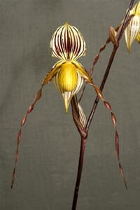 Paphiopedilum philippinense x Paphiopedilum gardneri Paphiopedilum La Foresta Orchids 