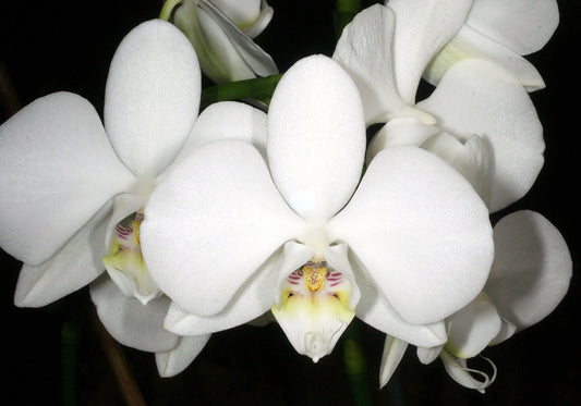 Phalaenopsis amabilis - a variegated orchids! Phalaenopsis La Foresta Orchids 