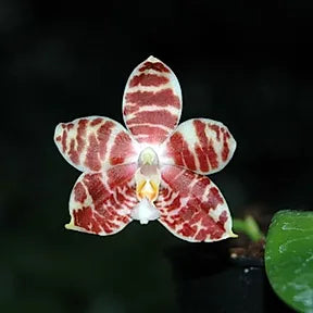 Phalaenopsis amboinensis Phalaenopsis La Foresta Orchids 