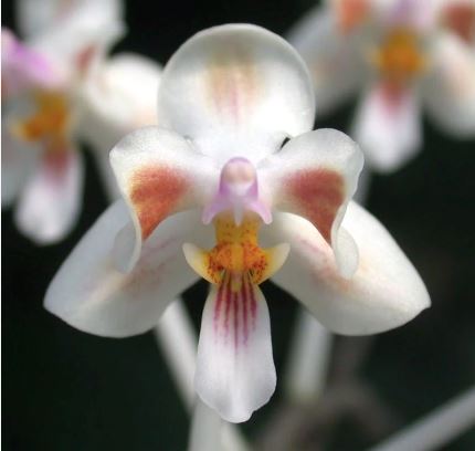 Phalaenopsis celebensis Phalaenopsis La Foresta Orchids 