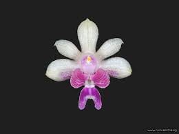 Phalaenopsis deliciosa Phalaenopsis La Foresta Orchids 