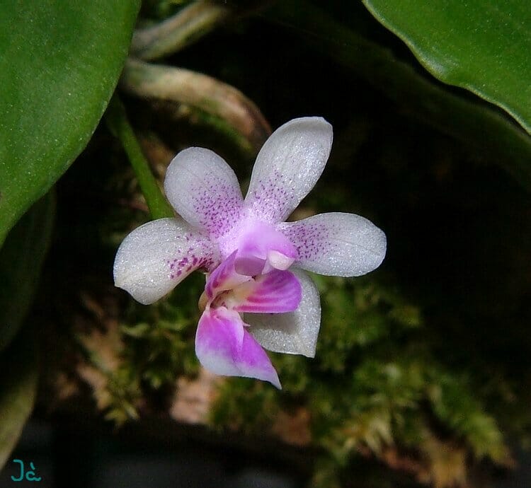 Phalaenopsis deliciosa Phalaenopsis La Foresta Orchids 