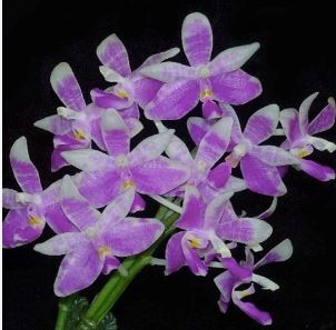 Phalaenopsis modesta Cattleya La Foresta Orchids 