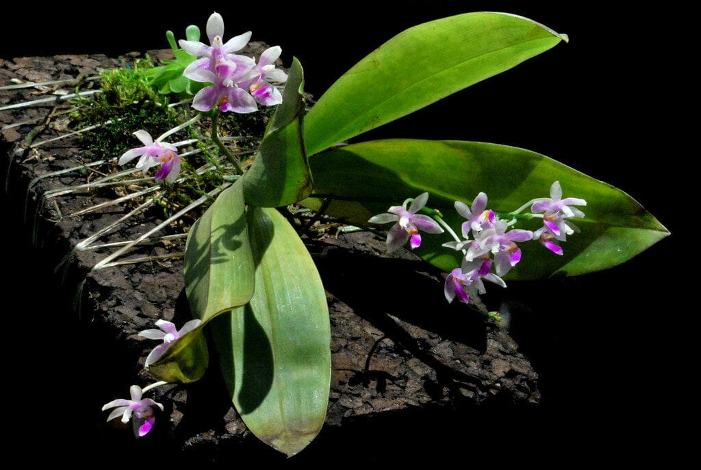 Phalaenopsis modesta Cattleya La Foresta Orchids 