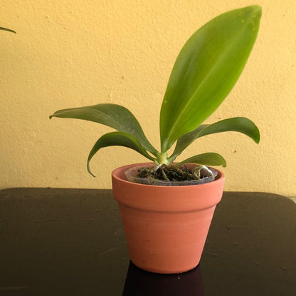 Phalaenopsis modesta Cattleya La Foresta Orchids 