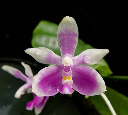 Phalaenopsis modesta Cattleya La Foresta Orchids 