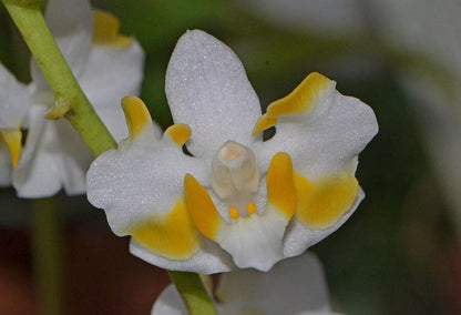 Phalaenopsis pulcherrima var. champorensis alba 'White' Phalaenopsis La Foresta Orchids 