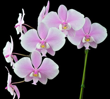 Phalaenopsis schilleriana Phalaenopsis La Foresta Orchids 