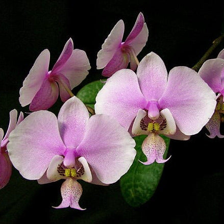 Phalaenopsis schilleriana Phalaenopsis La Foresta Orchids 