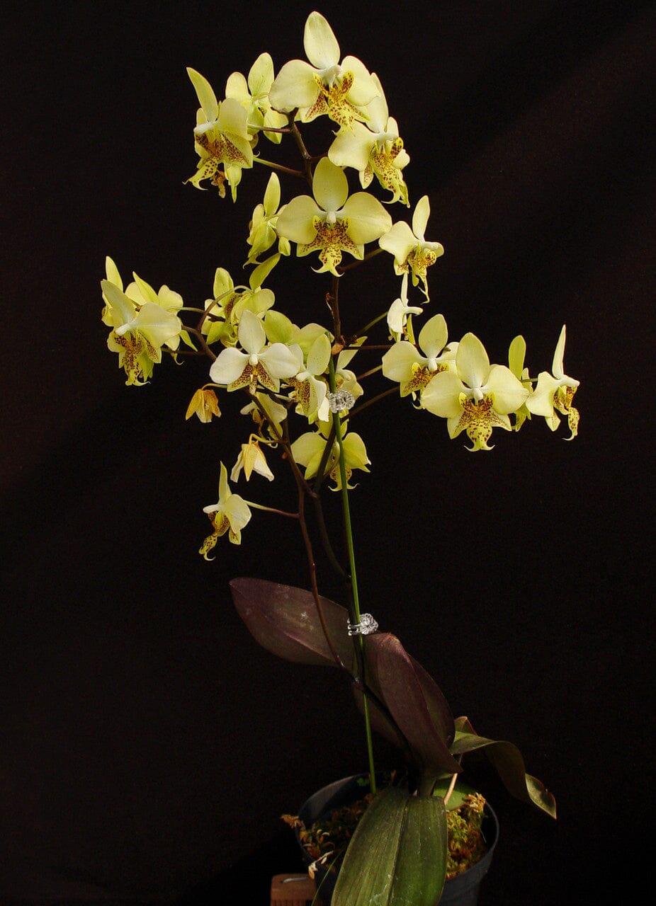 Phalaenopsis stuartiana var. nobilis 'Yellow' Phalaenopsis La Foresta Orchids 