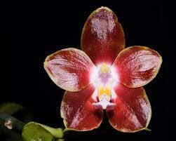 Phalaenopsis venosa var. 'Red' Phalaenopsis La Foresta Orchids 