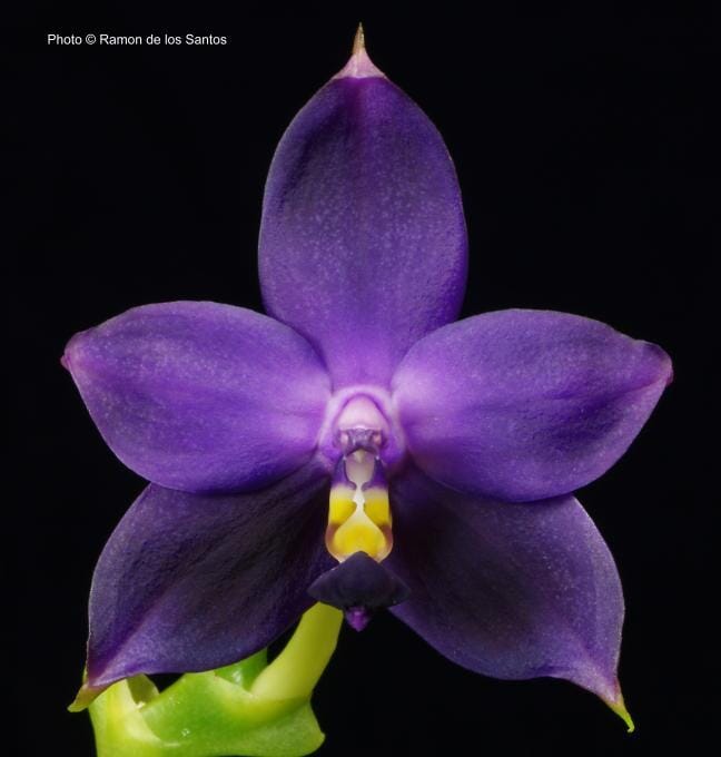 Phalaenopsis violacea var. coerulea ‘Indigo’ Phalaenopsis La Foresta Orchids 