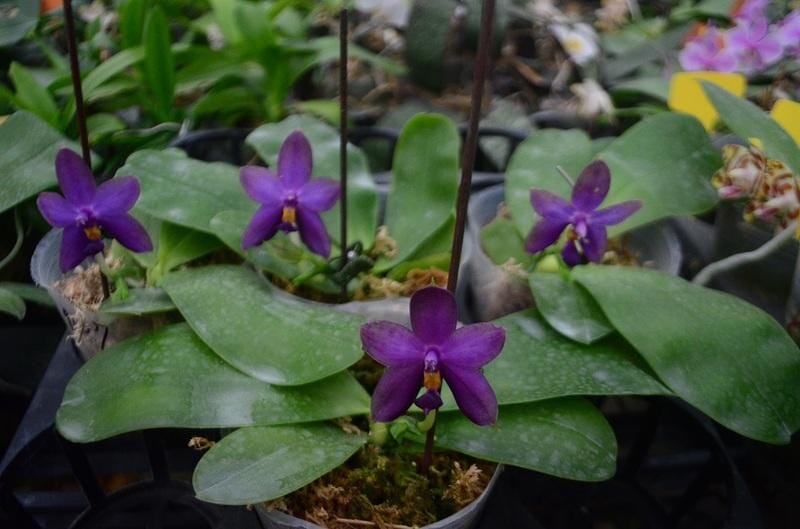 Phalaenopsis violacea var. coerulea ‘Indigo’ Phalaenopsis La Foresta Orchids 