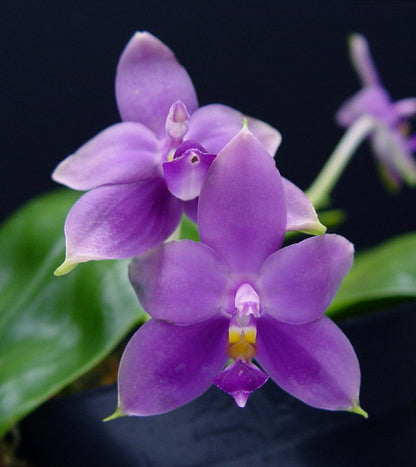 Phalaenopsis violacea var. coerulea ‘Indigo’ Phalaenopsis La Foresta Orchids 