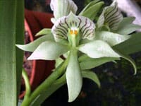 Prosthechea ionophlebia Encyclia La Foresta Orchids 