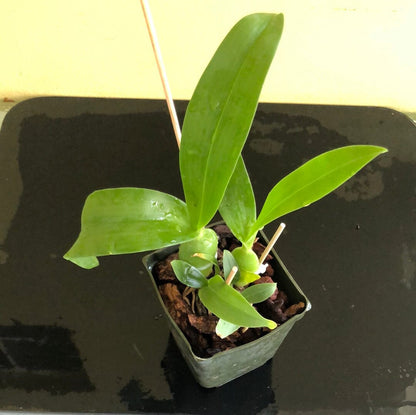 Prosthechea ionophlebia Encyclia La Foresta Orchids 