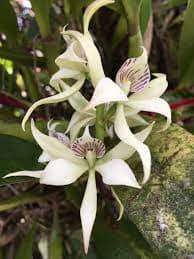 Prosthechea ionophlebia Encyclia La Foresta Orchids 