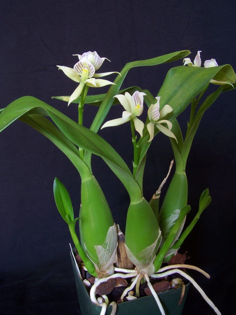 Prosthechea ionophlebia Encyclia La Foresta Orchids 