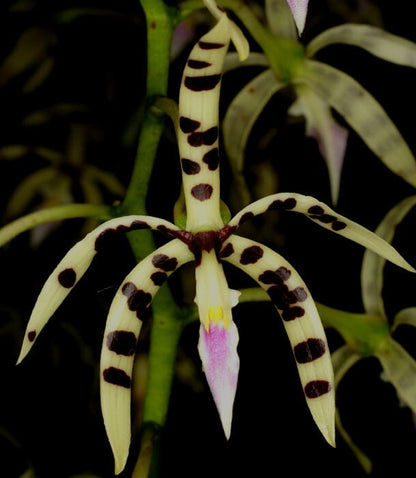 Prosthechea prismatocarpa prosthechea La Foresta Orchids 
