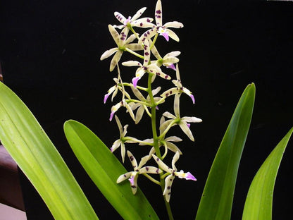 Prosthechea prismatocarpa prosthechea La Foresta Orchids 