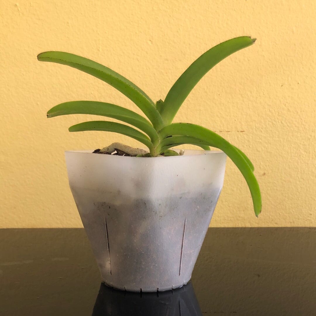 Rhynchostylis coelestis 'Blue' Vanda La Foresta Orchids 