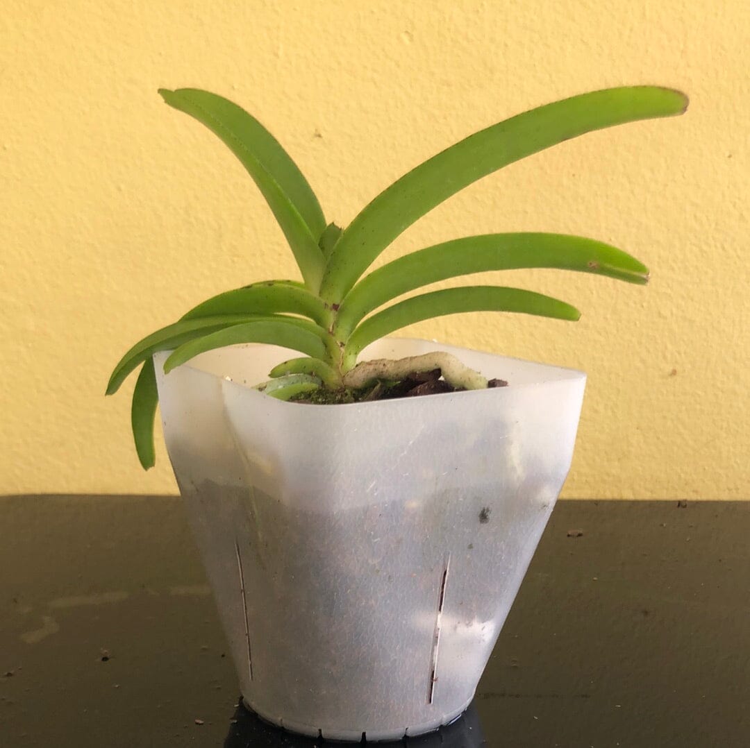 Rhynchostylis coelestis 'Blue' Vanda La Foresta Orchids 