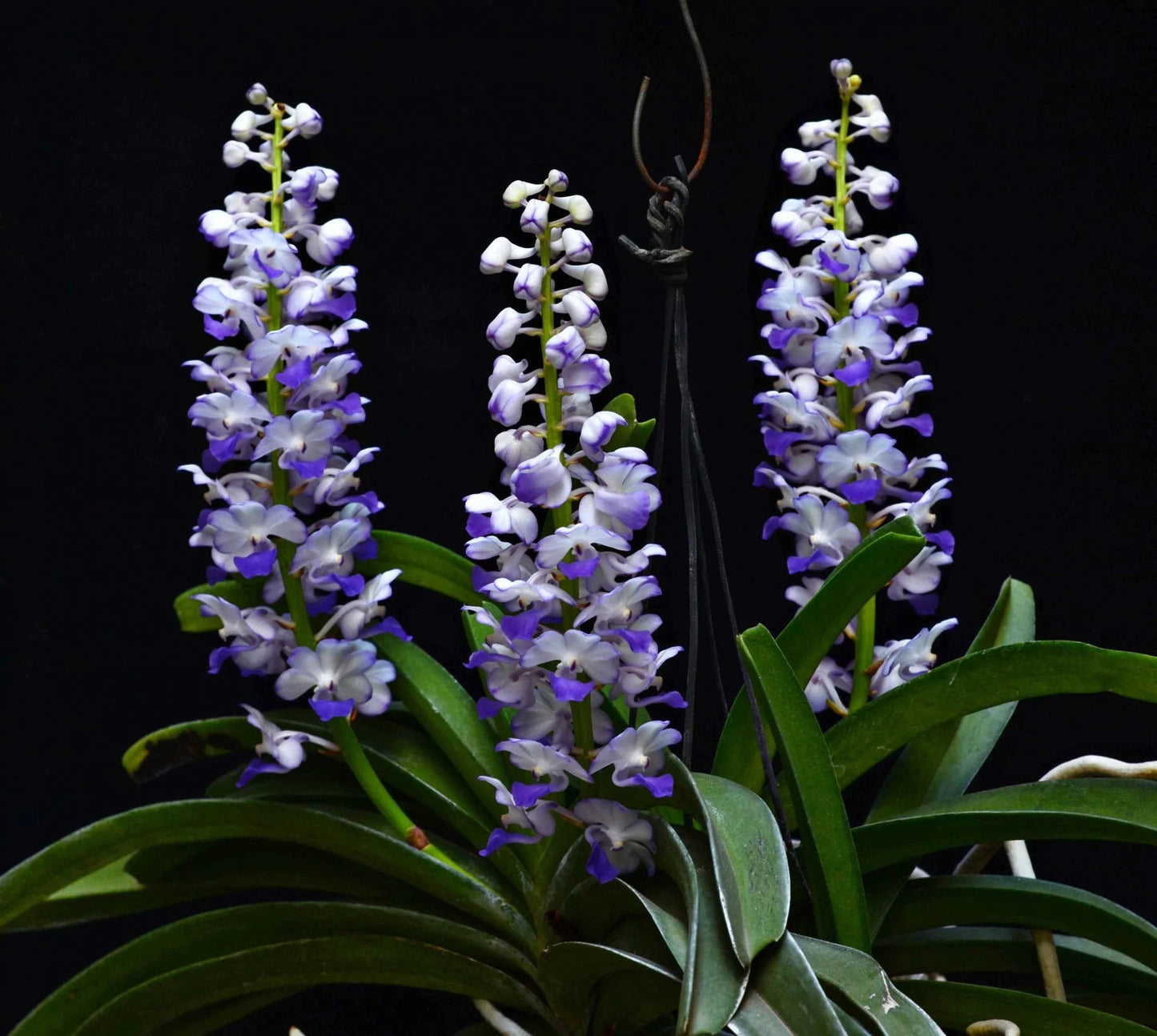 Rhynchostylis coelestis 'Blue' Vanda La Foresta Orchids 