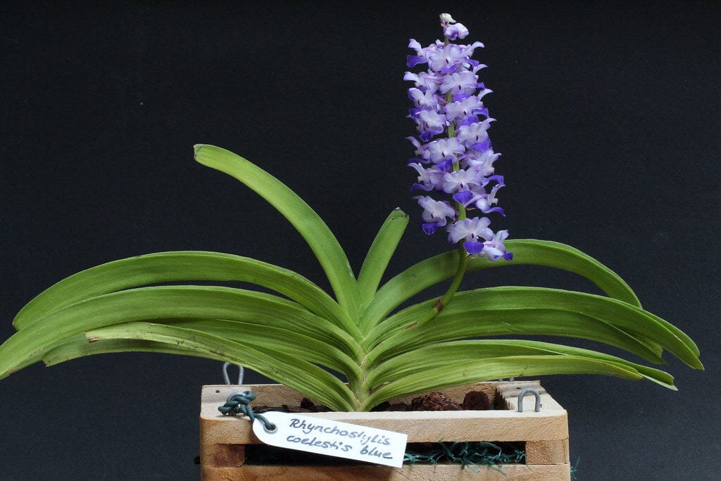 Rhynchostylis coelestis 'Blue' Vanda La Foresta Orchids 