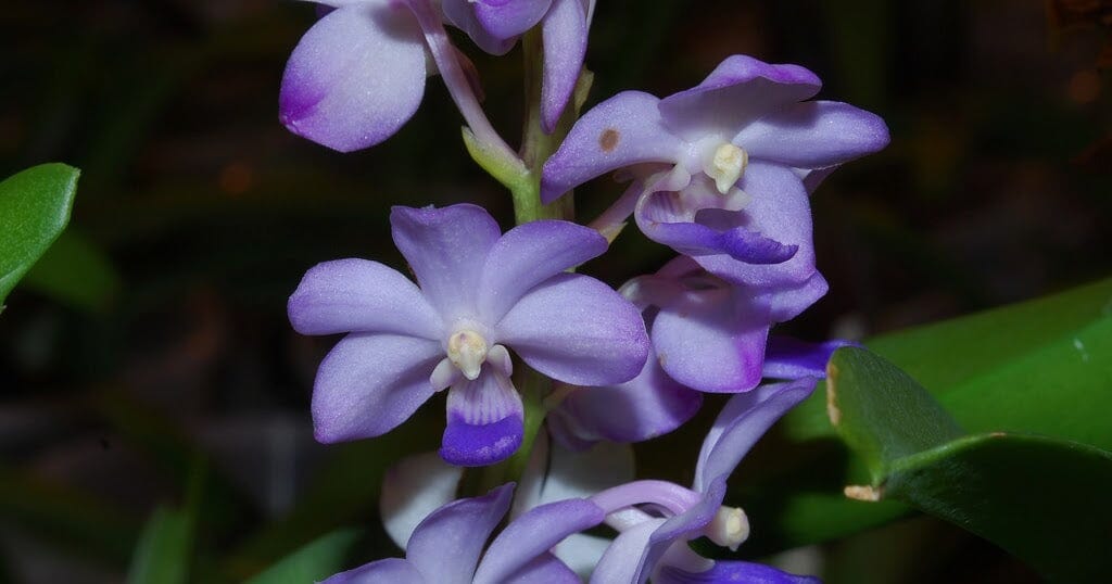 Rhynchostylis coelestis 'Blue' Vanda La Foresta Orchids 