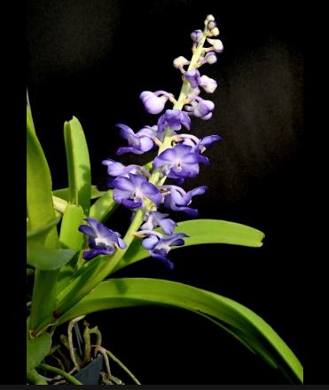 Rhynchostylis coelestis 'Blue' Vanda La Foresta Orchids 