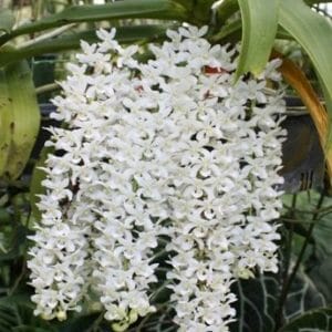 Rhynchostylis retusa var. alba Vanda La Foresta Orchids 