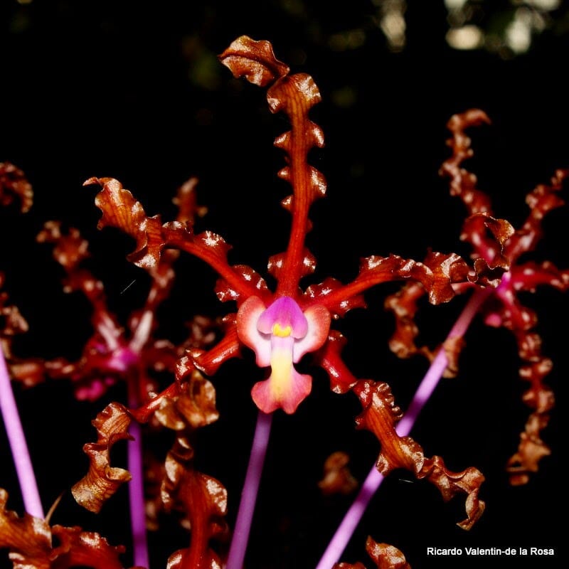 Schomburgkia rosea var. schultzei x Schomburgkia lueddemannii Schomburgkia La Foresta Orchids 