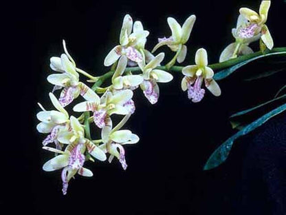 Sedirea japonica Vanda La Foresta Orchids 