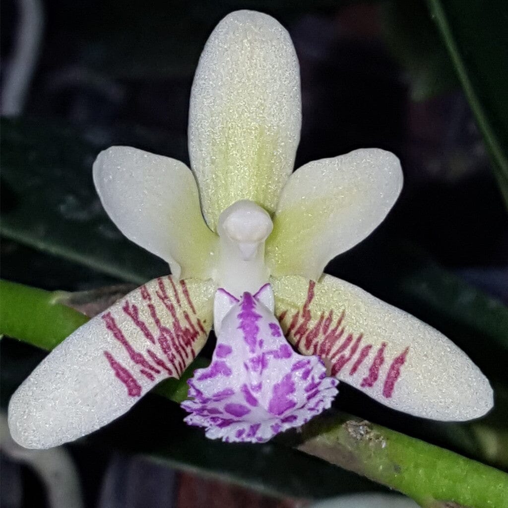 Sedirea japonica Vanda La Foresta Orchids 