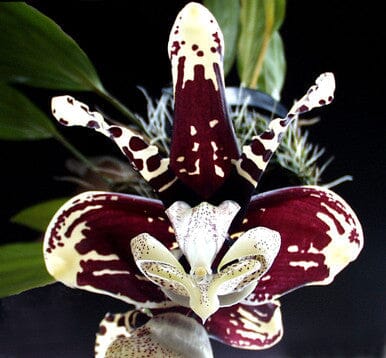Stanhopea tigrina var. Aztec x var. nigroviolacea 'Predator' Stanhopea La Foresta Orchids 