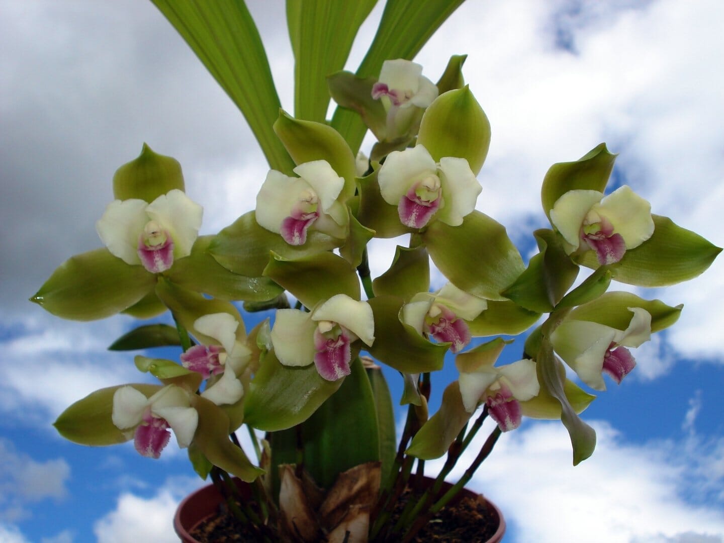 Sudamerlycaste puntarenasensis var. boquete Sudamerlycaste La Foresta Orchids 