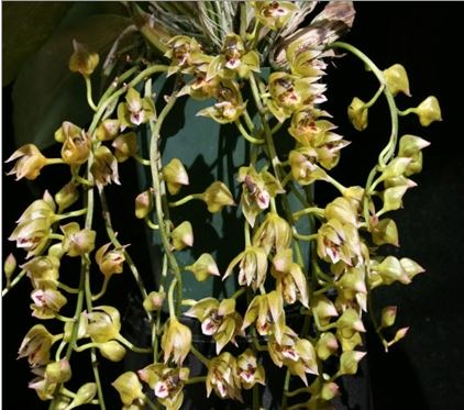 Thecopus maingayi Thecopus La Foresta Orchids 