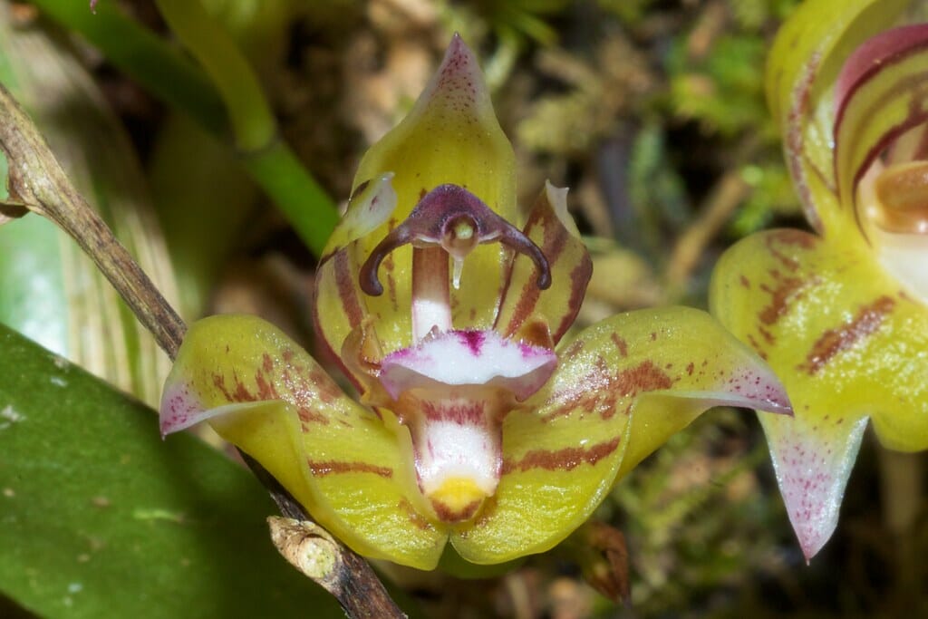 Thecopus maingayi Thecopus La Foresta Orchids 