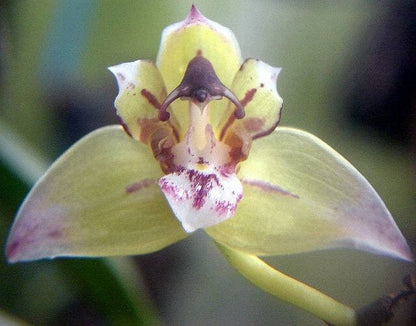 Thecopus maingayi Thecopus La Foresta Orchids 