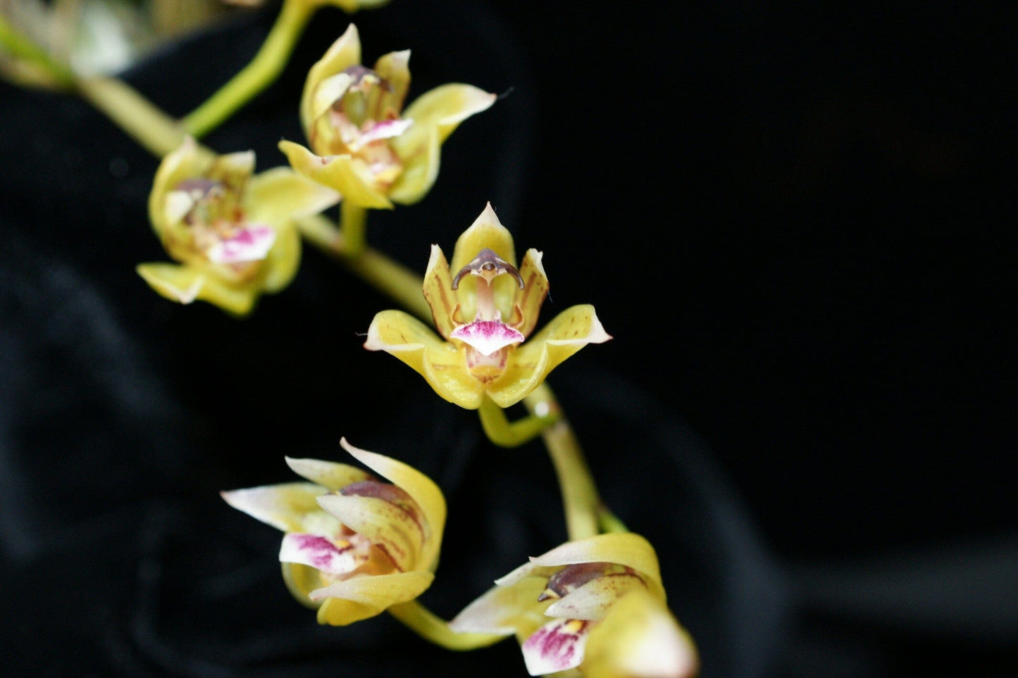 Thecopus maingayi Thecopus La Foresta Orchids 